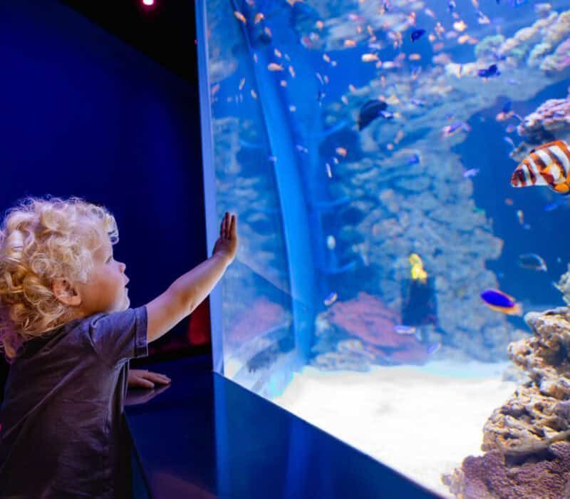 Toddler with curly blond hair touching the glass of a large aquarium, watching colorful fish swim by.