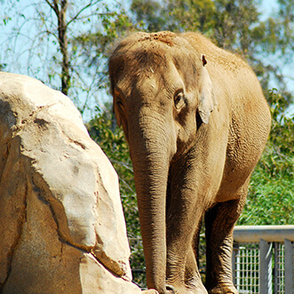 Elephant in a Zoo