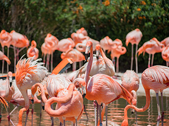 Flamingos at the San Diego Zoo