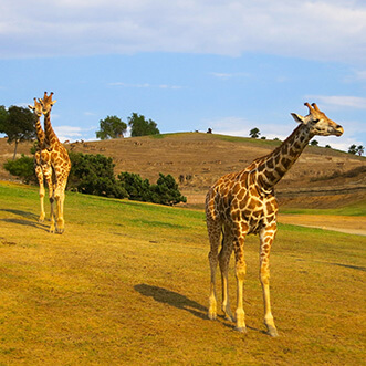 Giraffes at San Diego Safari Park