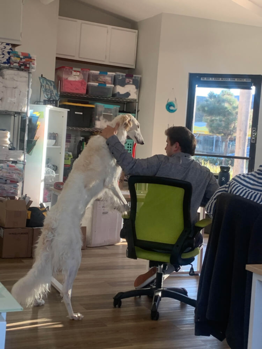 La Jolla Vacation Rentals dog friendly office